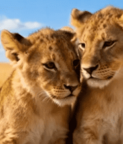 草原上的两只小狮子1968#横屏 