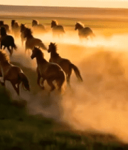 草原上奔跑的马群(4)6043#横屏 