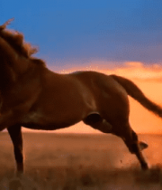 草原上奔跑的骏马2652#横屏 