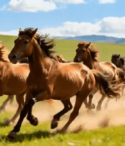 草原上奔跑的马群素材(1)14767#横屏 