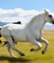 草原上奔跑的马群(2)3731#横屏 