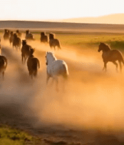 	 草原上奔跑的马群(8)12303#横屏 