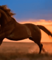 草原上奔跑的骏马2652#横屏 