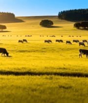 	 草原牧场牛羊群景象12858#横屏 