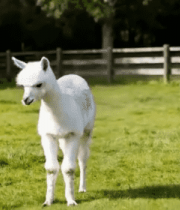 草地上行走的白色羊驼12154#横屏 