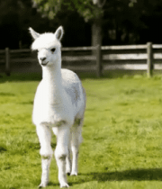 	 草地上行走的白色羊驼12154#横屏 