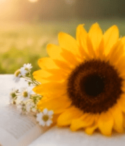 草地上翻开的书与向日葵9983#横屏 