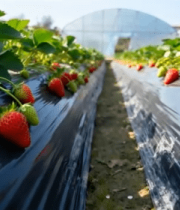 草莓种植园草莓生长场景12688#横屏 