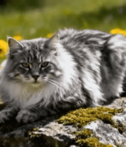 草地蒲公英上的长毛猫咪1884#横屏 