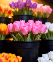 彩色郁金香盆栽堆叠素材4641#横屏 