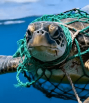 被垃圾缠绕的海龟在海洋中游动141#横屏 