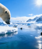 北极北极熊与海豹共处画面9517#横屏 