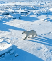 北极北极熊在冰面行走13053#横屏 