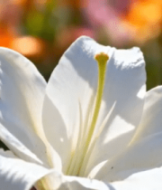 白色百合花特写3611#横屏 