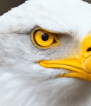 白头海雕头部特写(1)5189#横屏 