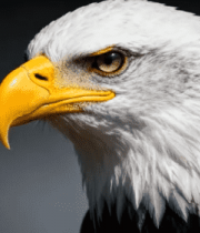 白头海雕头部特写(2)6919#横屏 