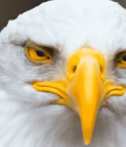 白头海雕头部特写(1)5189#横屏 