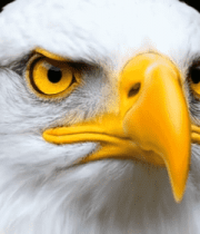 白头海雕特写素材15107#横屏 