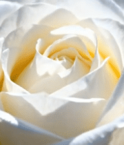 白色玫瑰花特写13543#横屏 