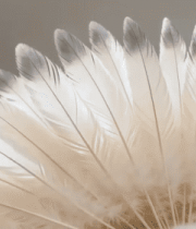 白头海雕头部特写素材(1)11973#横屏 