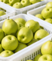 果和梨子11201#横屏 