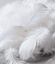 白色羽毛特写素材4118#横屏 