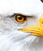 白头海雕头部特写素材3111#横屏 