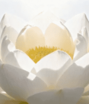 白色莲花特写1802#横屏 