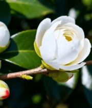 白色山茶花特写10537#横屏 