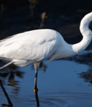 白鹭在水中行走素材14264#横屏 