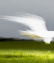 白鸽在绿色草地低空飞翔3249#横屏 