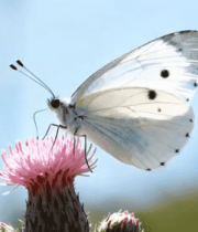 白色蝴蝶停留在粉色花朵上11412#横屏 