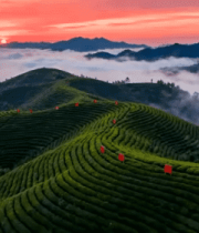 日出时茶园风光全景5426#横屏 