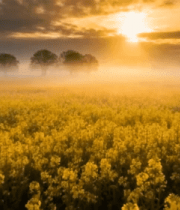 日落时分油菜花田风景9797#横屏 