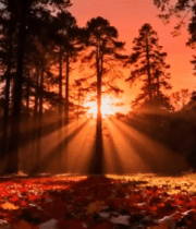 森林日落阳光洒落叶景象12561#横屏 