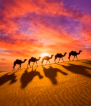 沙漠骆驼夕阳下全景9609#横屏 