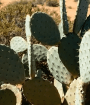 沙漠中的仙人掌特写()10654#横屏 