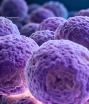  紫色细胞微观展示489#竖屏 	 