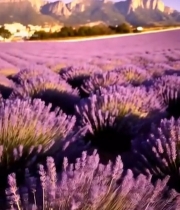  紫色薰衣草花海风景466#竖屏 	 