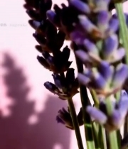  紫色薰衣草特写726#竖屏 	 紫色薰衣草特写726#竖屏 	  