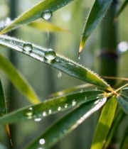  竹叶上的晶莹露珠6948#竖屏 	 