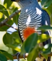  枝头栖息的鸟类特写5930#竖屏 	 