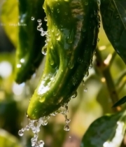  枝头青椒带水珠特写5741#竖屏 	 