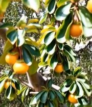  枝头生长的柿子果实特写4364#竖屏 	 