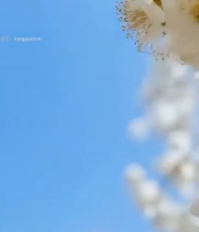  枝头绽放的白色花朵(1)3024#竖屏 	 