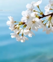  枝头绽放的白色樱花7449#竖屏 	 