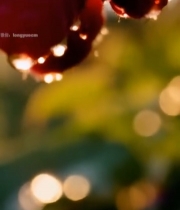  枝头树莓特写3138#竖屏 	 