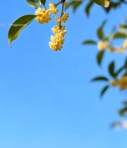  枝头绽放的黄色桂花3594#竖屏 	 