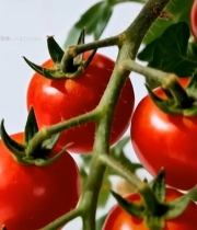  枝上成熟小西红柿特写4498#竖屏 	 