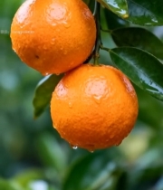  枝头挂着的新鲜橘子7703#竖屏 	 